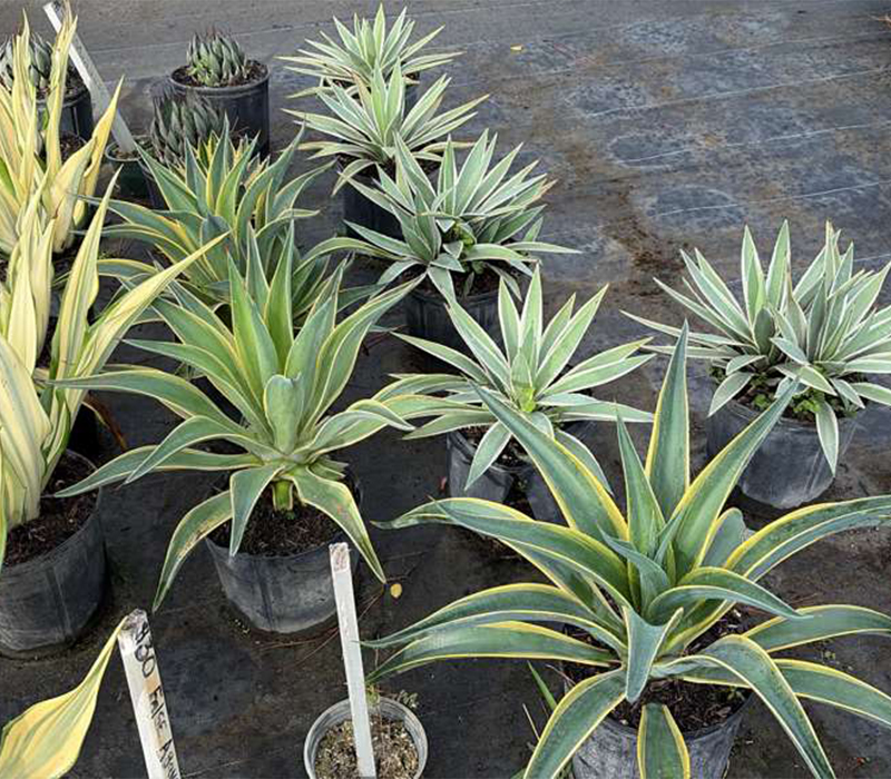 Towing services in Hesperia